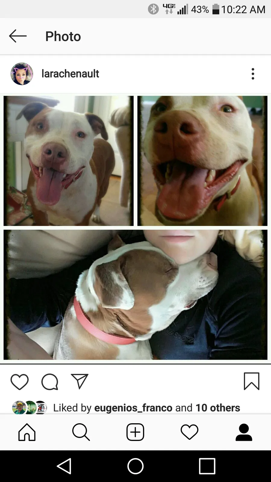 Lost dog in Clarksville, TN, 37043