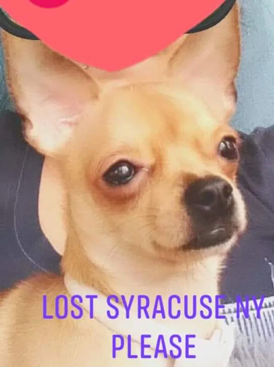 Lost dog in Syracuse, NY, 13207