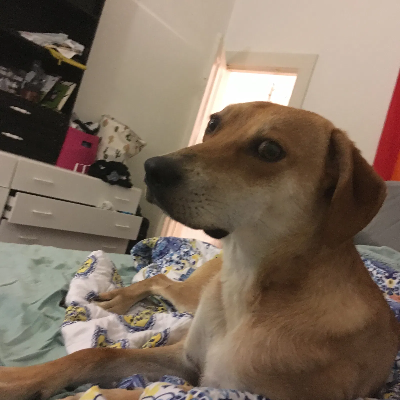 Lost dog in Ithaca, NY, 14850
