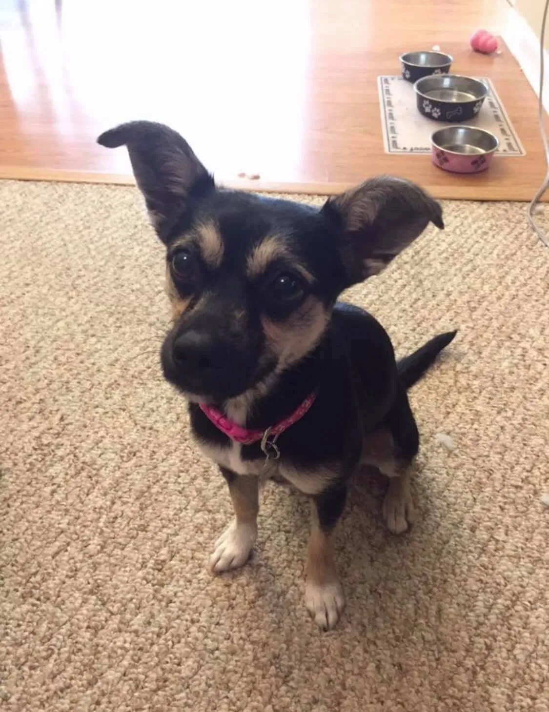 Lost dog in Spartanburg, SC, 29306