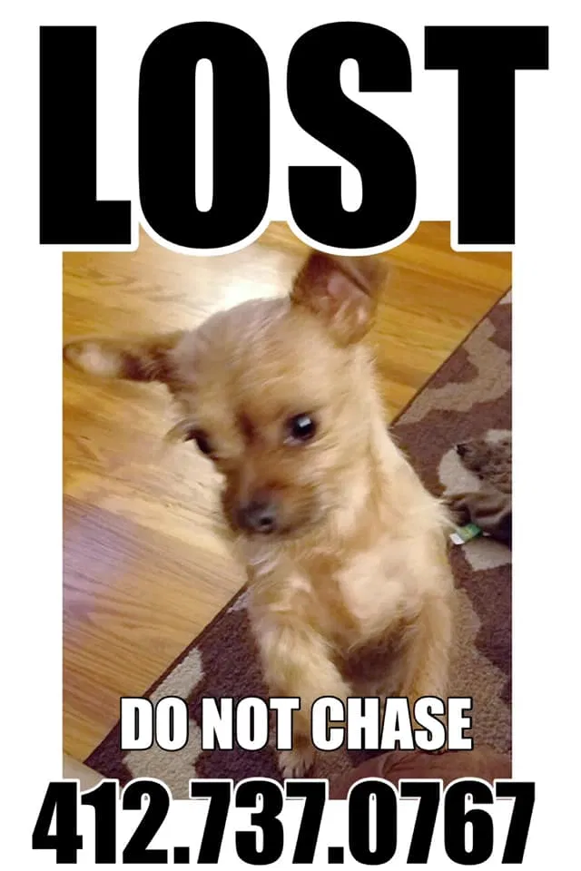 Lost dog in Pittsburgh, PA, 15221