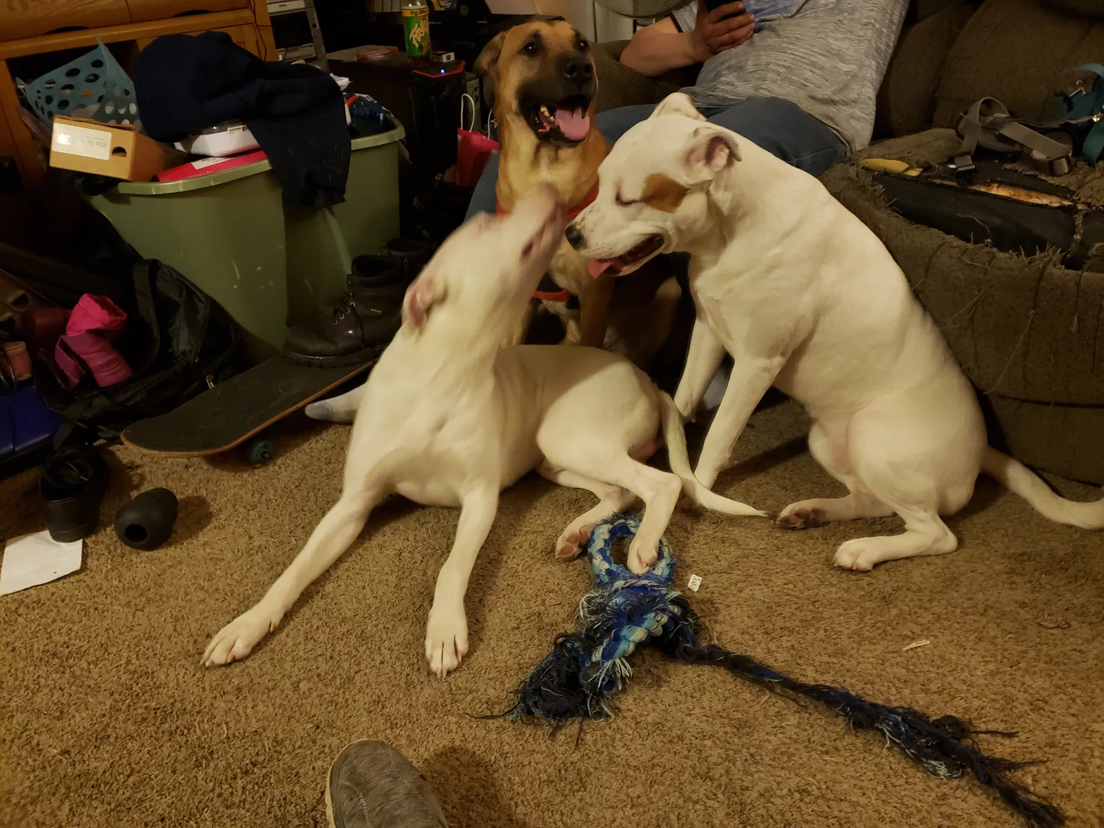 Lost dog in Columbiaville, MI, 48421
