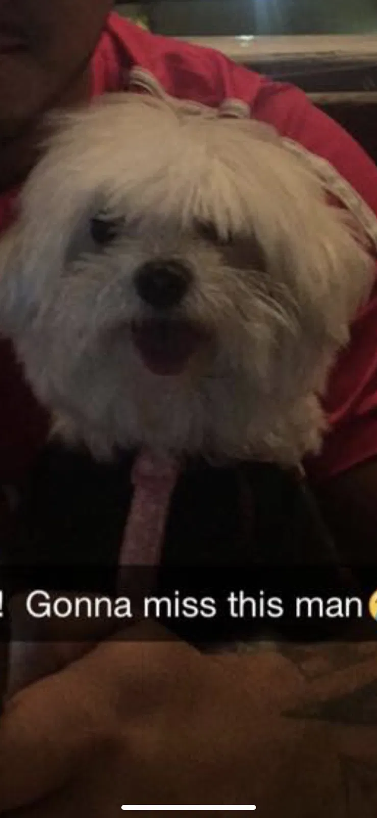 Lost dog in Charlotte, NC, 28210