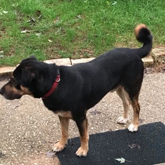 Lost dog in Hyattsville, MD, 20784