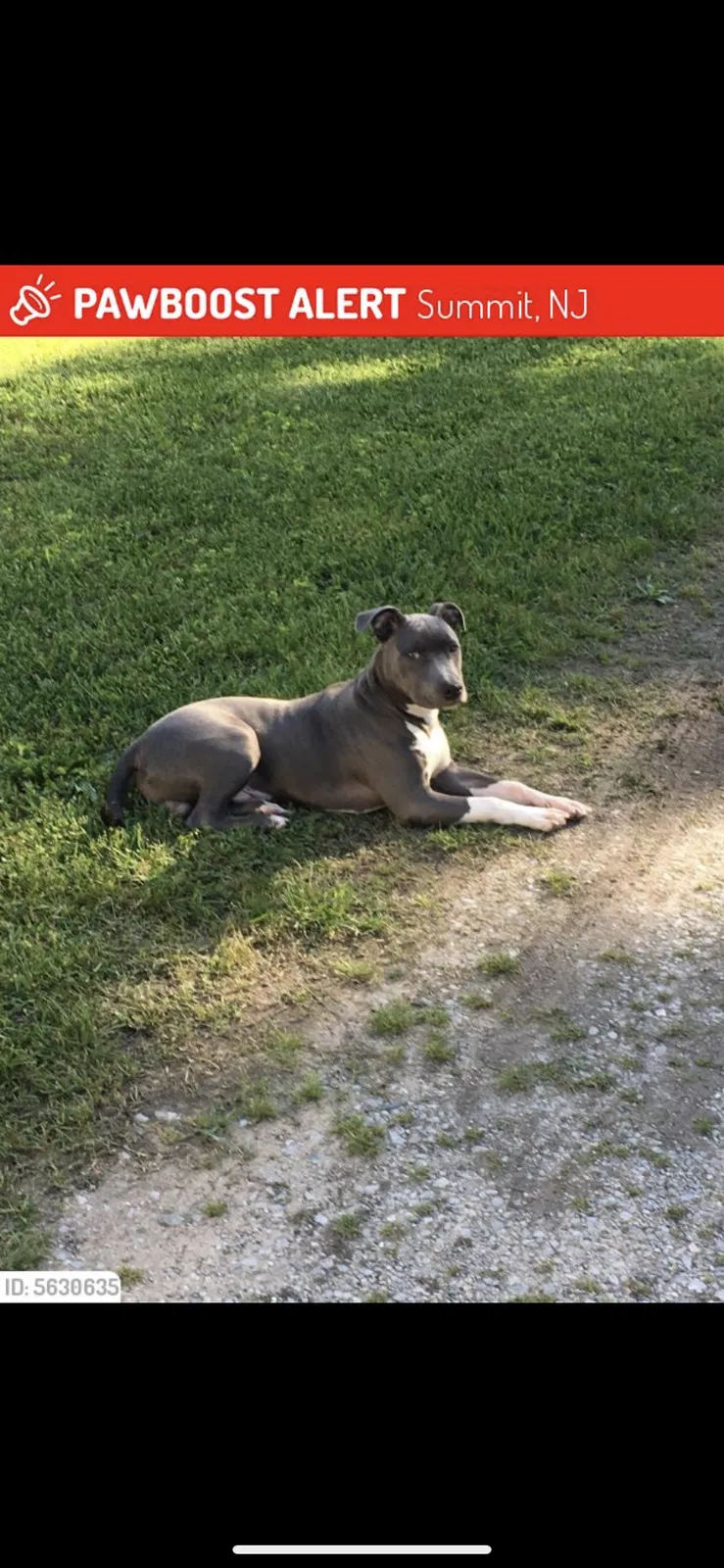 Lost dog in Summit, NJ, 7901