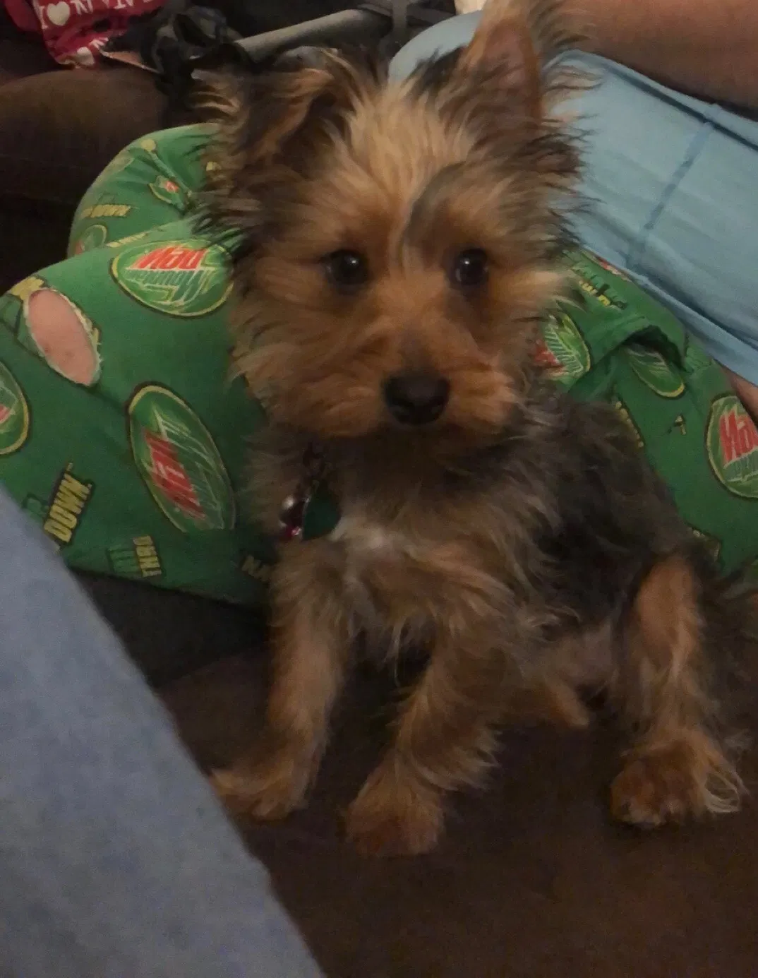 Lost dog in Salisbury, NC, 28146