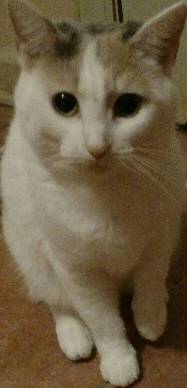Lost cat in Kingsport, TN, 37660
