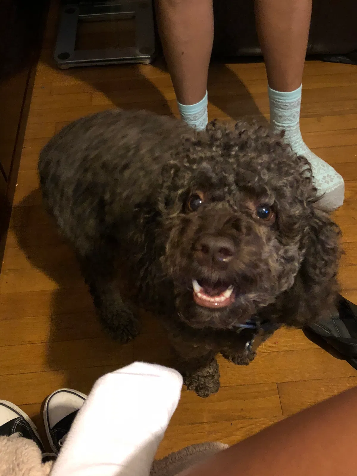 Lost dog in Silver Spring, MD, 20904