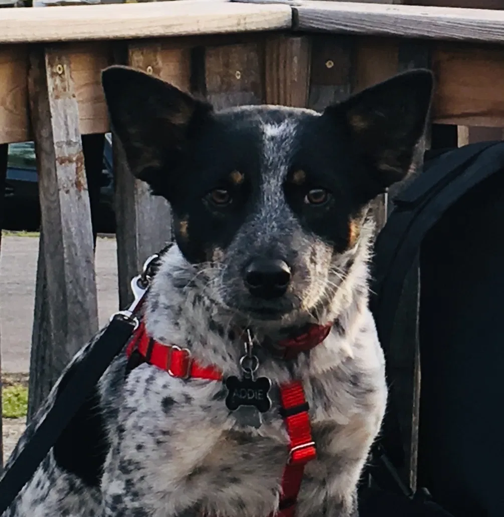 Lost dog in Nashville, TN, 37204