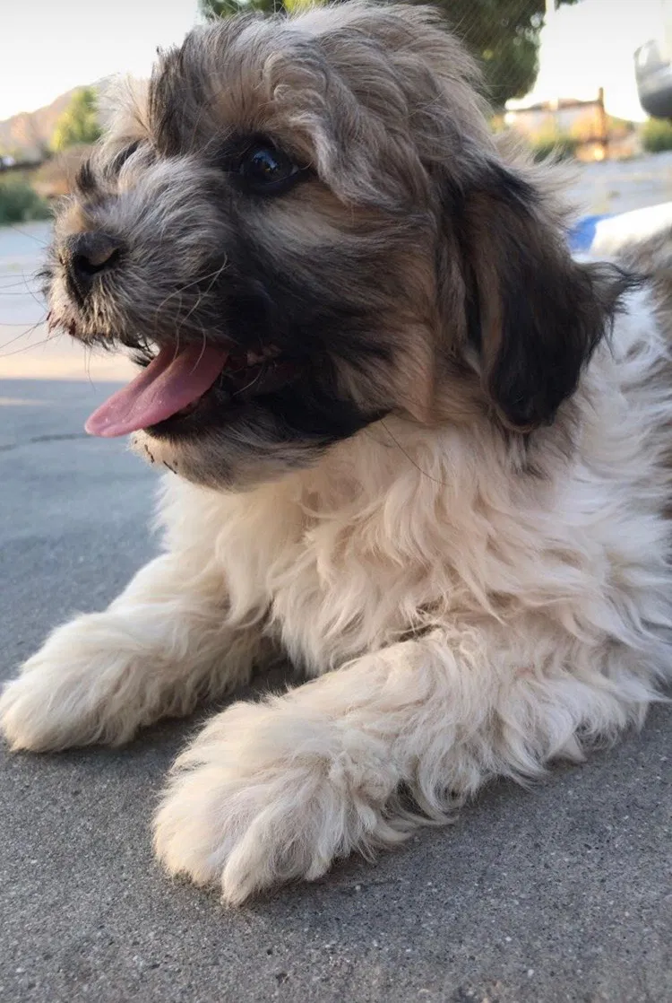 Lost dog in Apple Valley, CA, 92307