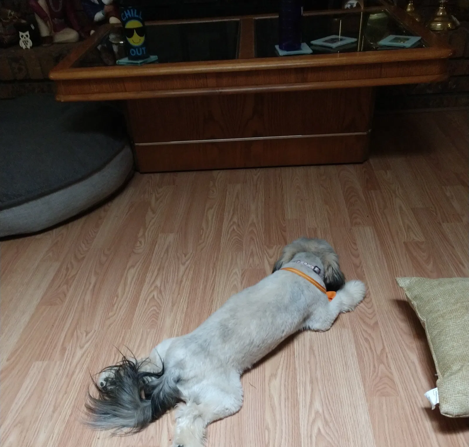 Lost dog in Albuquerque, NM, 87120