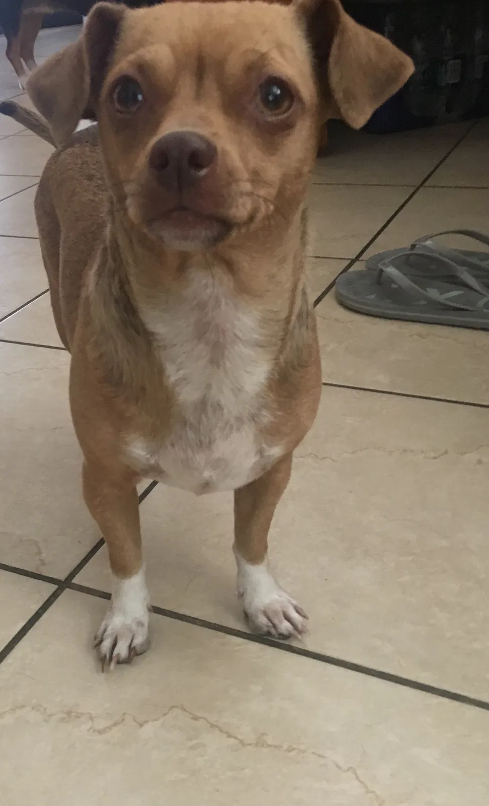 Found dog in El Monte, CA, 91732