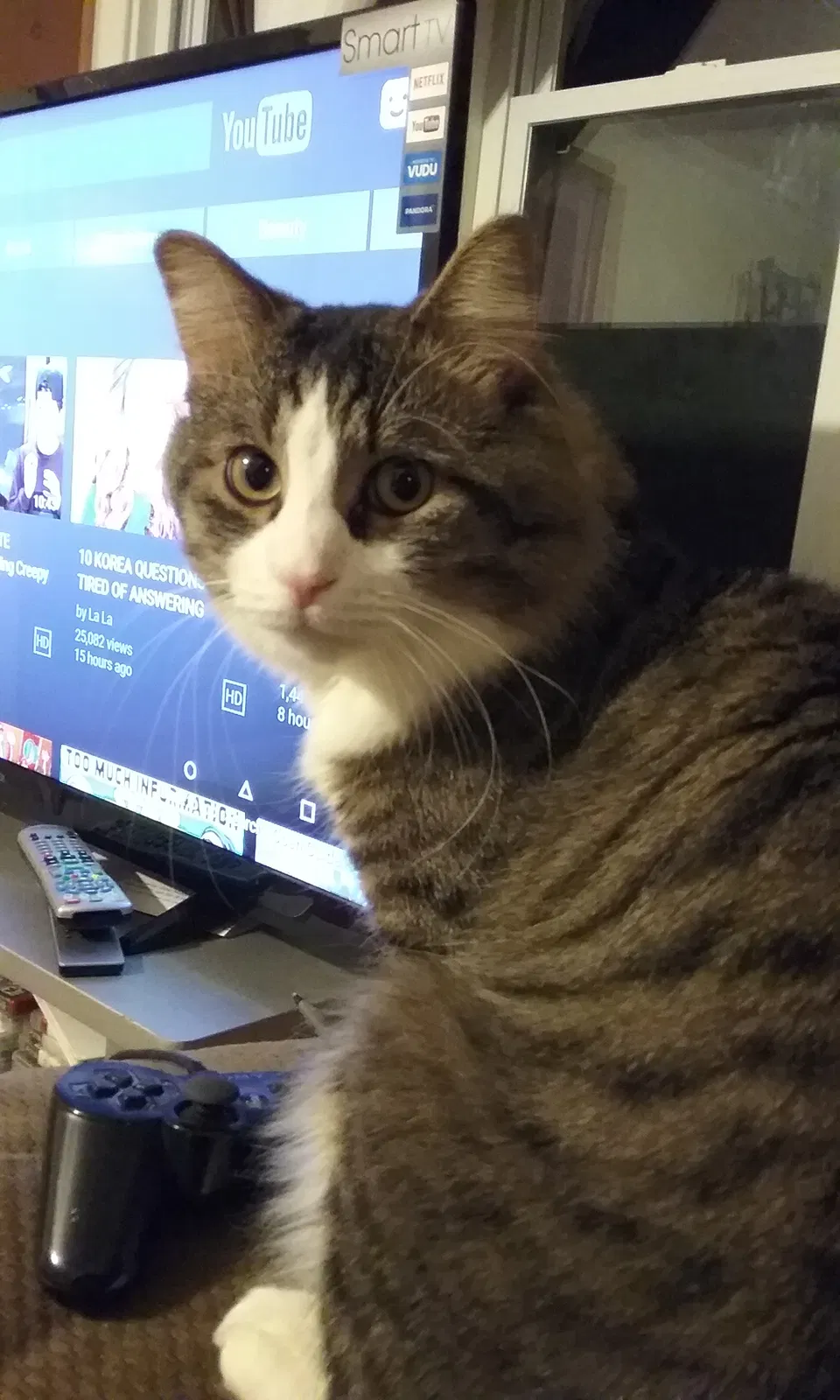 Lost cat in Harker Heights, TX, 76548