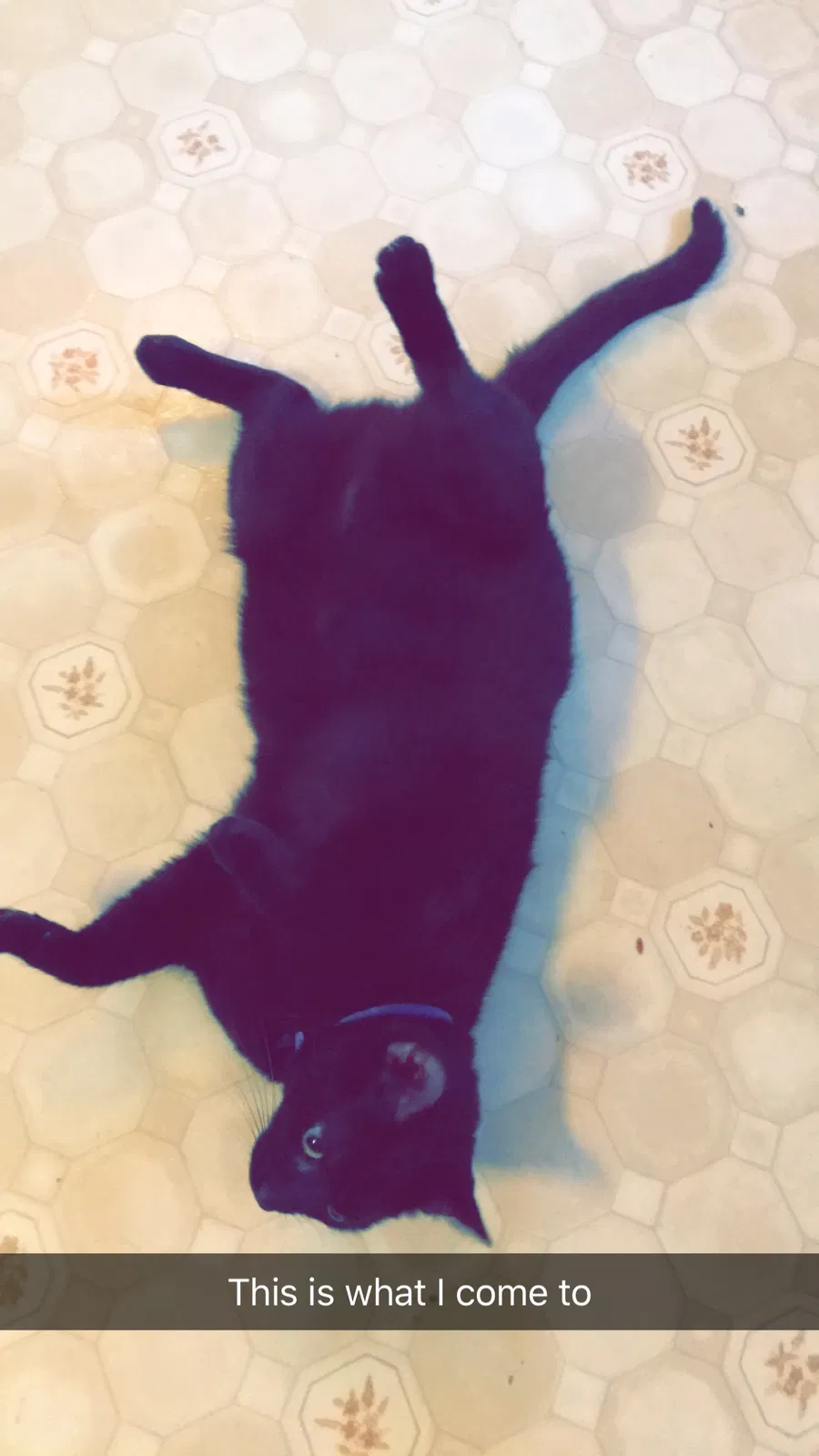 Lost cat in Leesville, SC, 29070