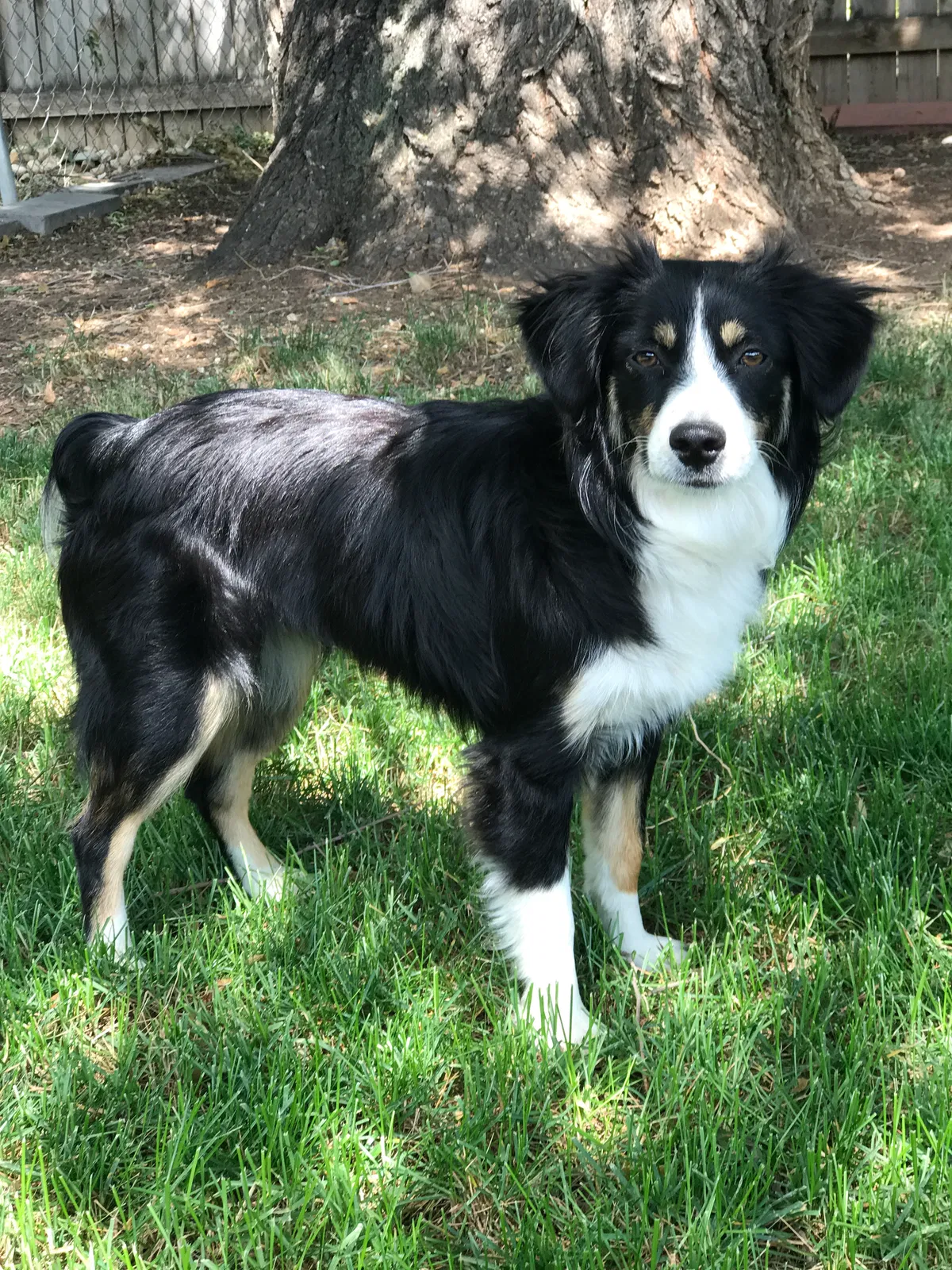Lost dog in Cheyenne, WY, 82007