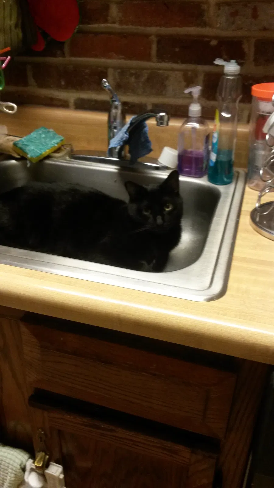 Lost cat in Saint Louis, MO, 63119