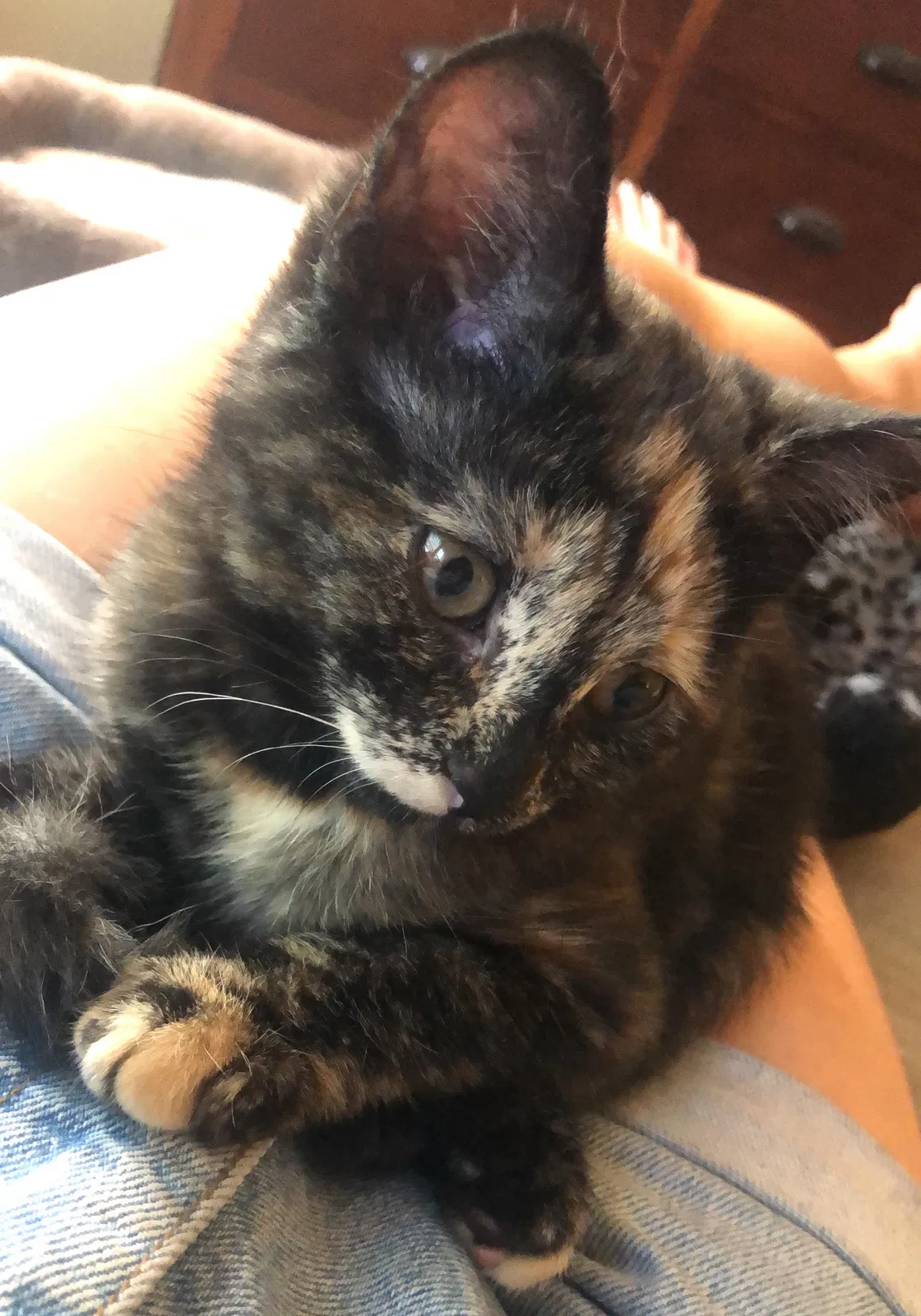 Lost cat in Chicago, IL, 60618