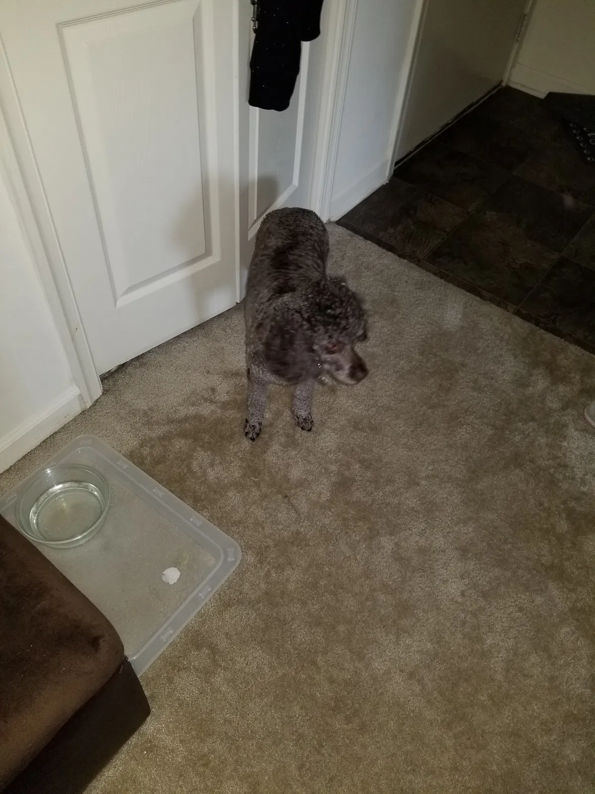 Lost dog in Silver Spring, MD, 20904