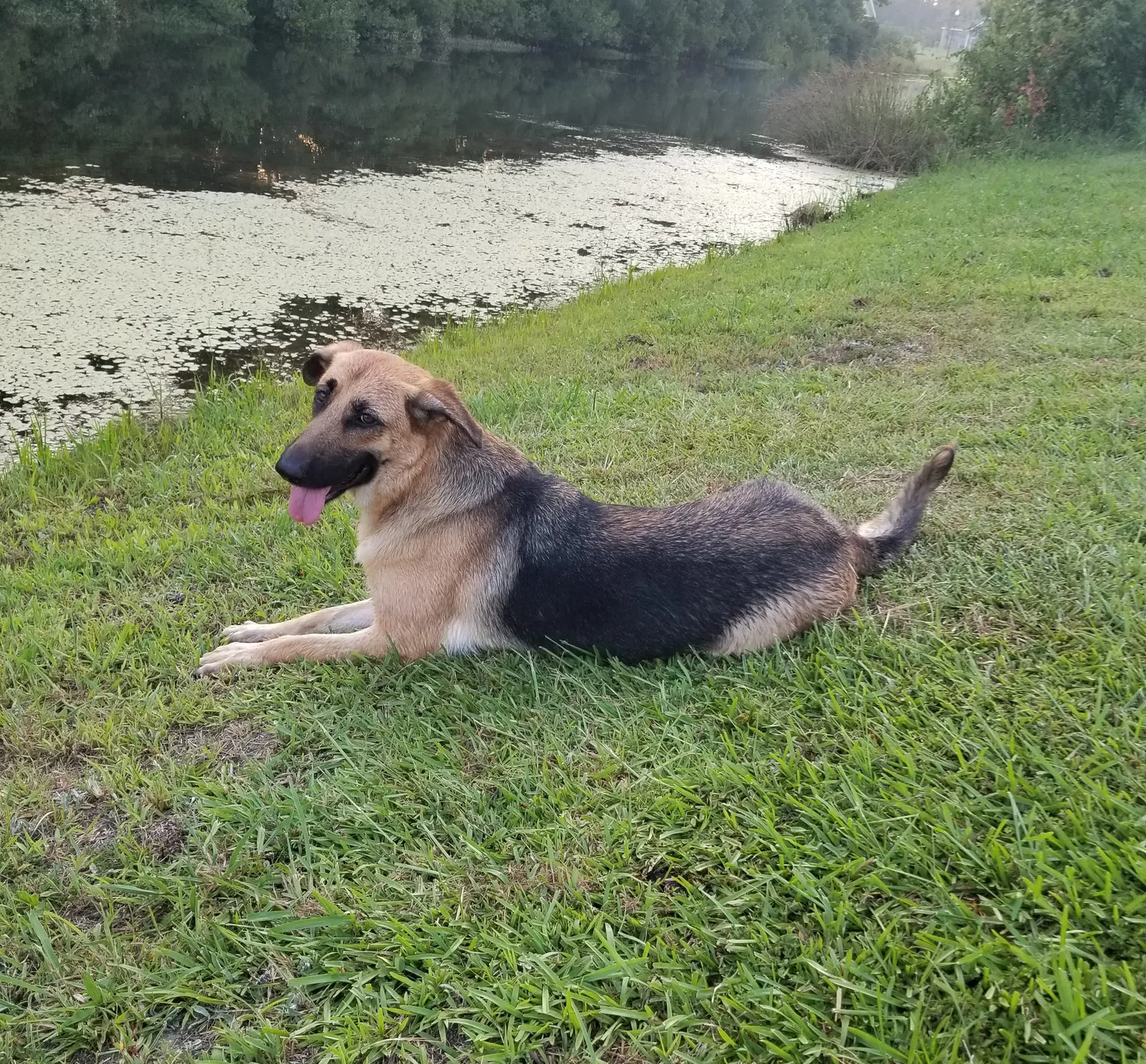 Lost dog in Galivants Ferry, SC, 29544