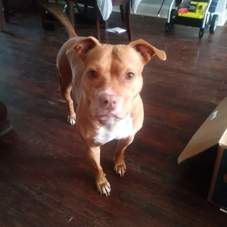 Lost dog in Oxon Hill, MD, 20745