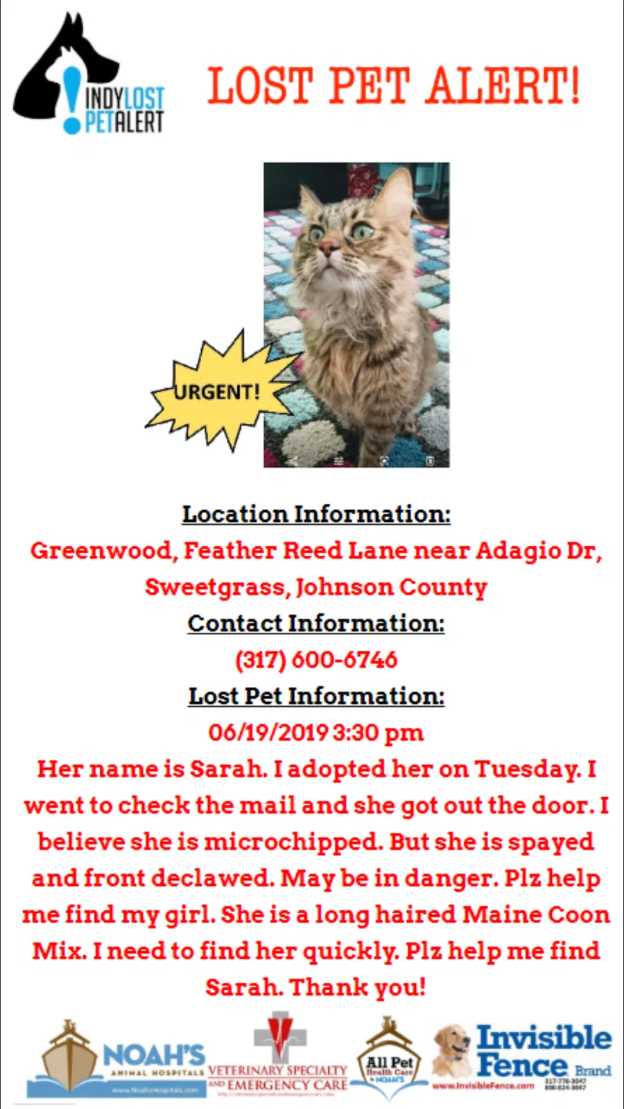 Lost cat in Greenwood, IN, 46143