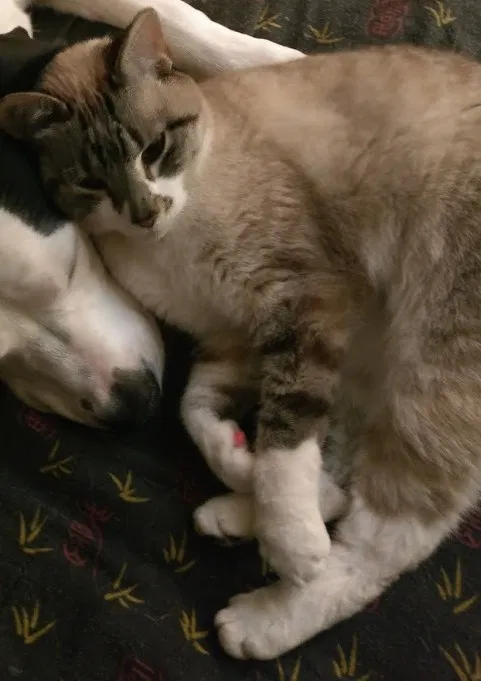 Lost cat in Saint Paul, MN, 55122