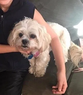 Lost dog in Indian Head, MD, 20640
