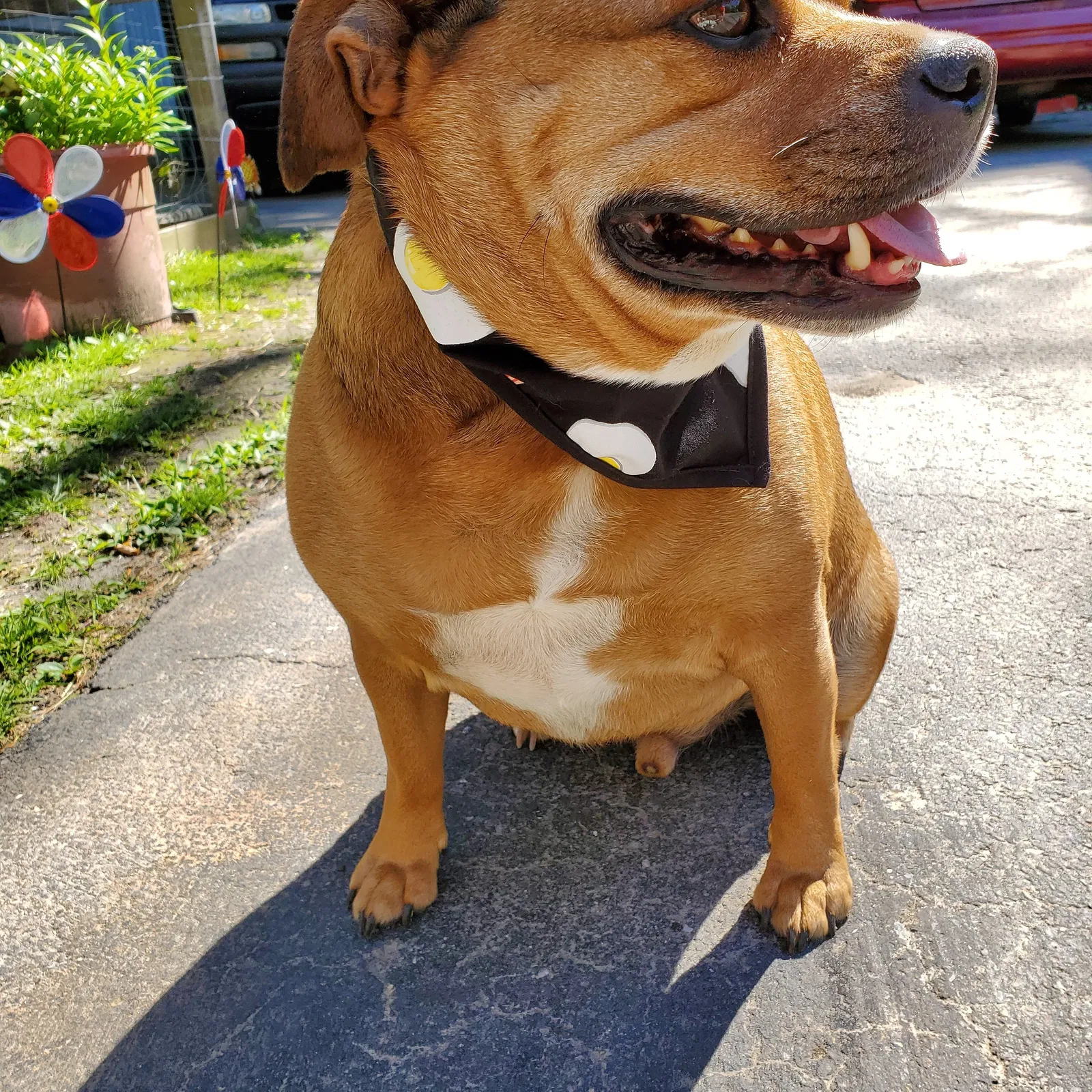 Lost dog in Wurtsboro, NY, 12790