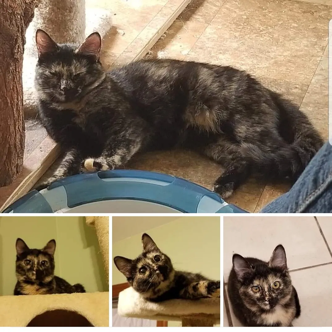 Lost cat in Lancaster, PA, 17601