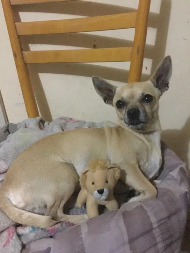 Lost dog in Oxnard, CA, 93030