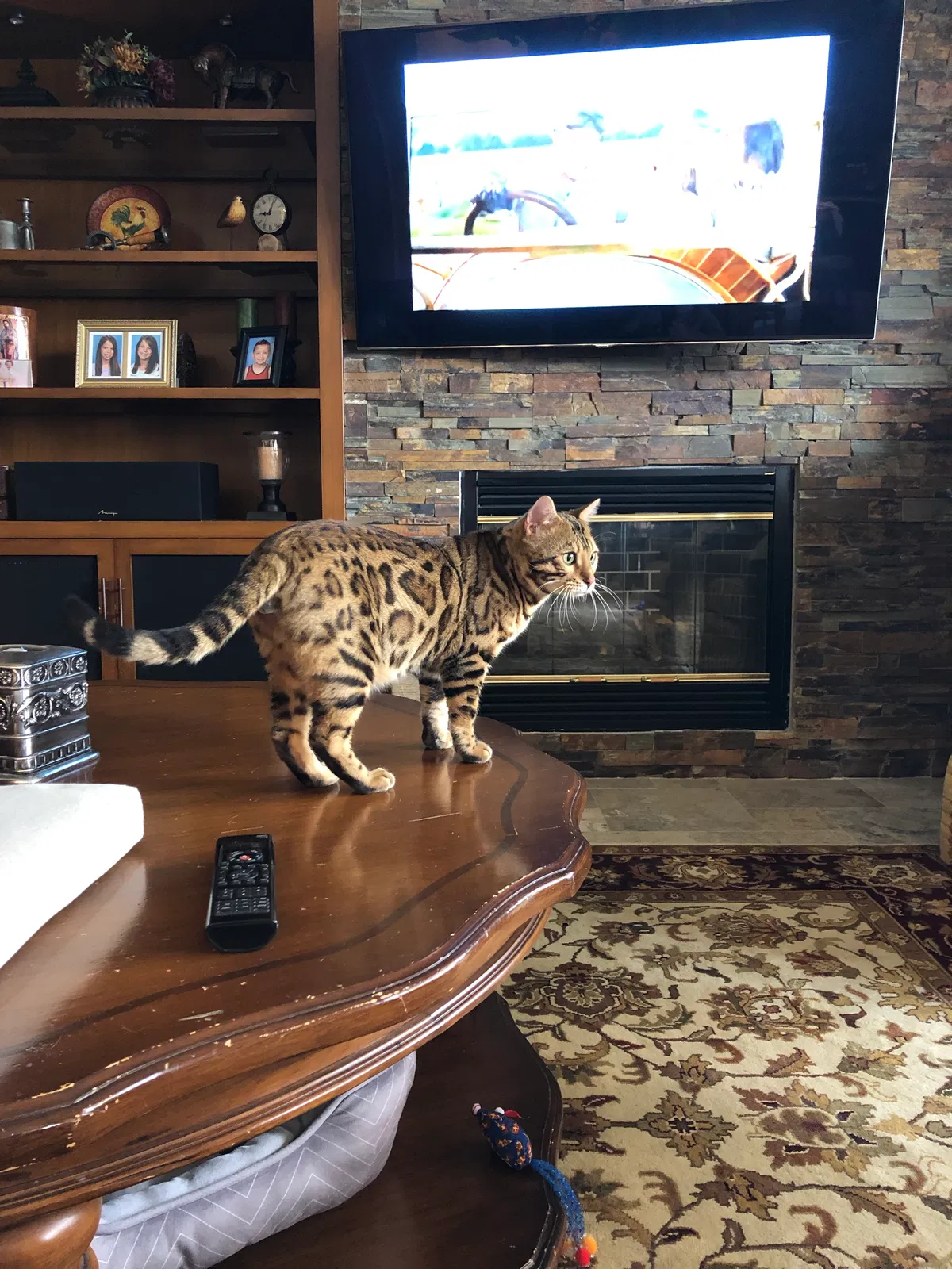 Lost cat in Phoenix, AZ, 85086