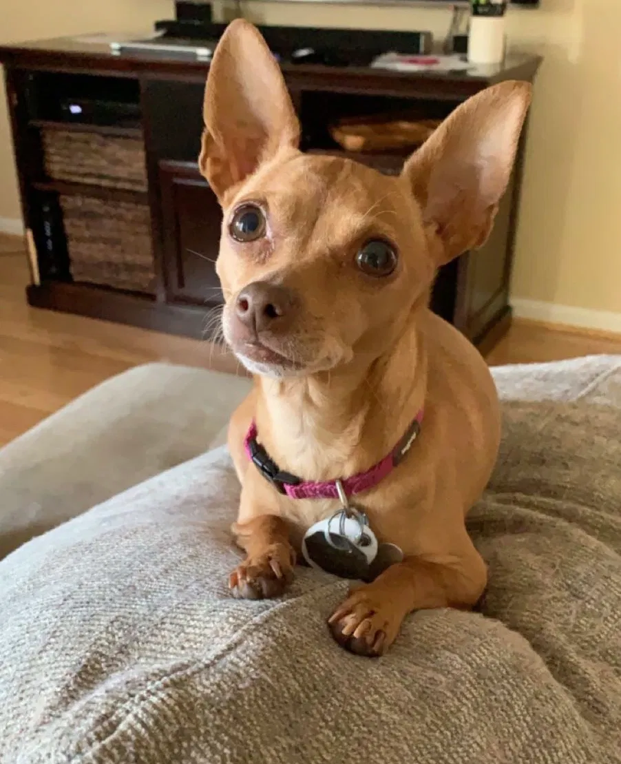 Lost dog in San Leandro, CA, 94578