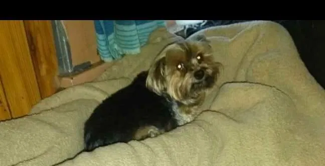 Lost dog in Wichita, KS, 67214