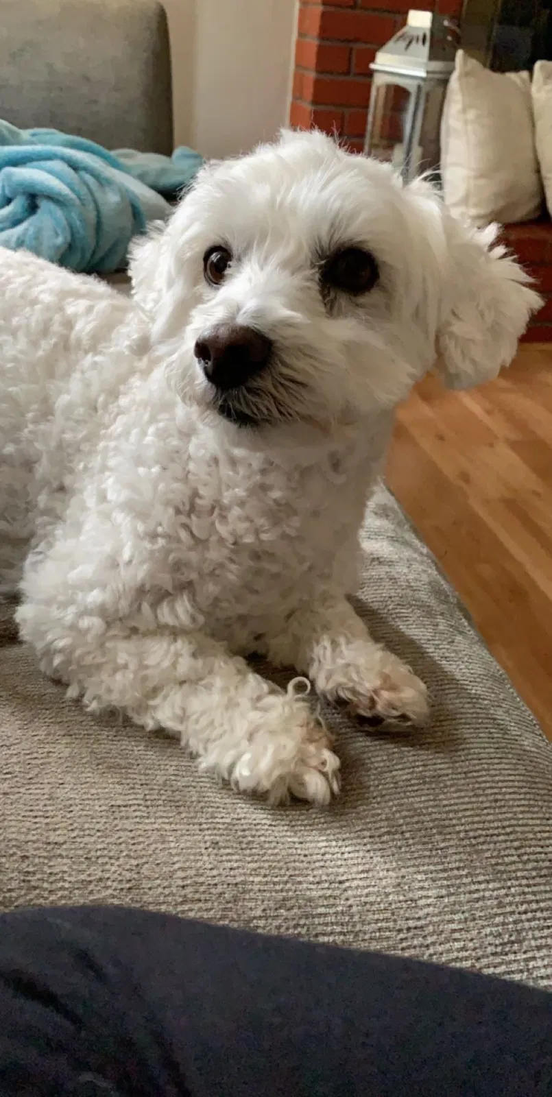 Lost dog in San Leandro, CA, 94578