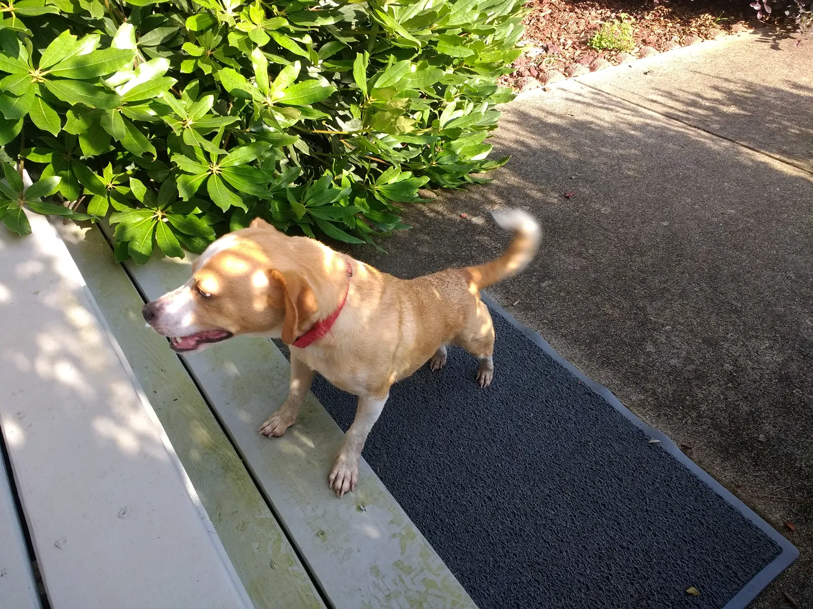Found dog in Dawsonville, GA, 30534