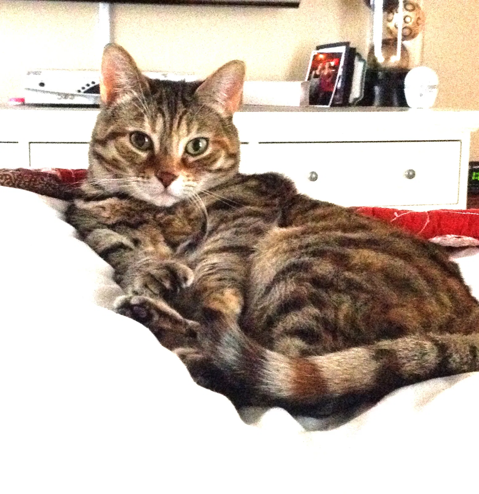 Lost cat in Succasunna, NJ, 7876
