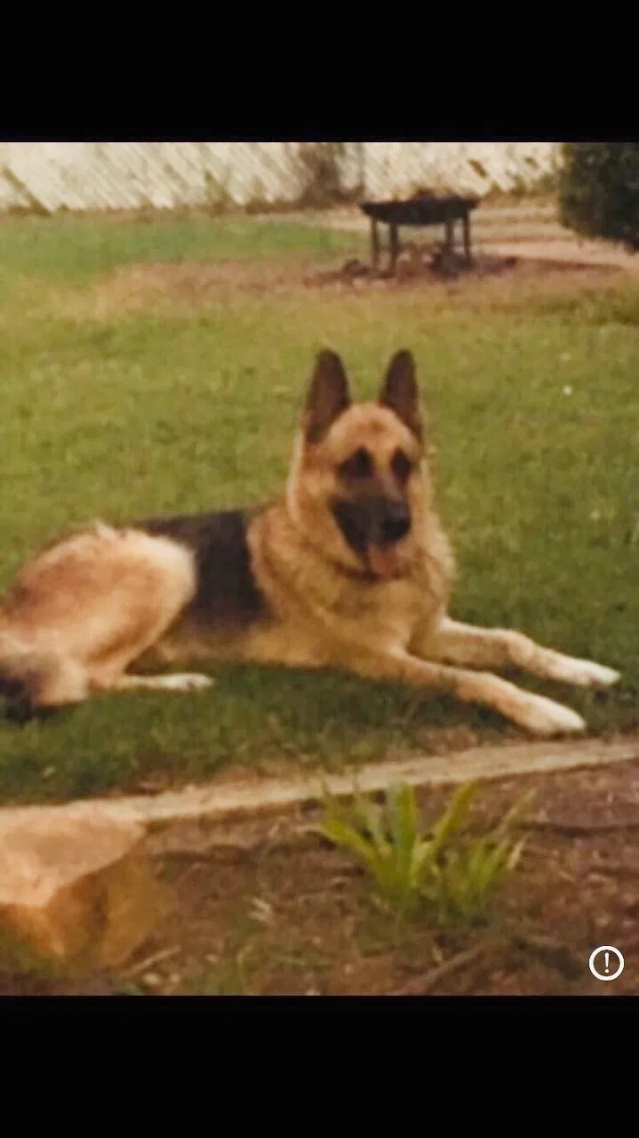 Lost dog in Mc Kenzie, TN, 38201
