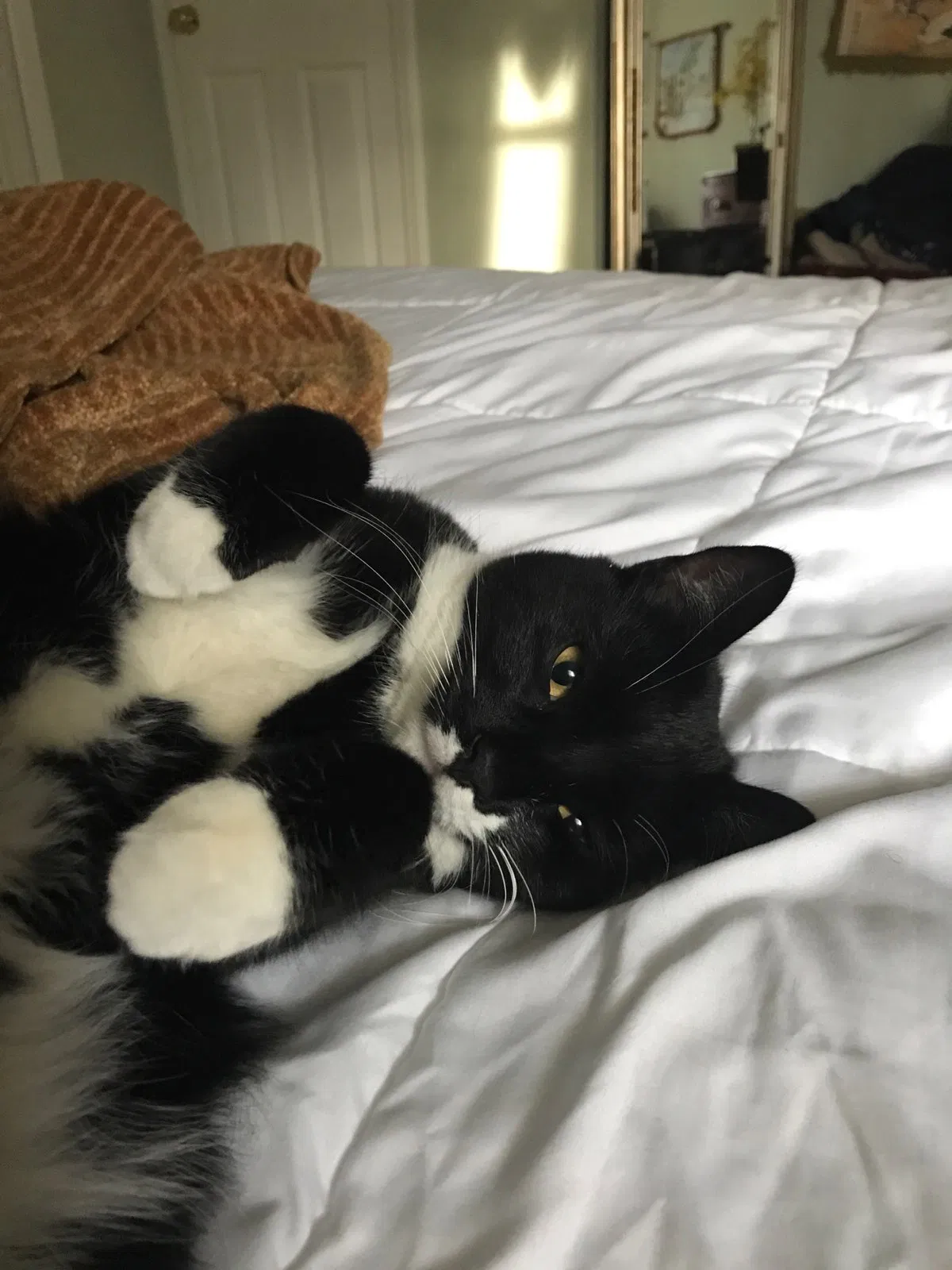 Lost cat in Wayne, NJ, 7470