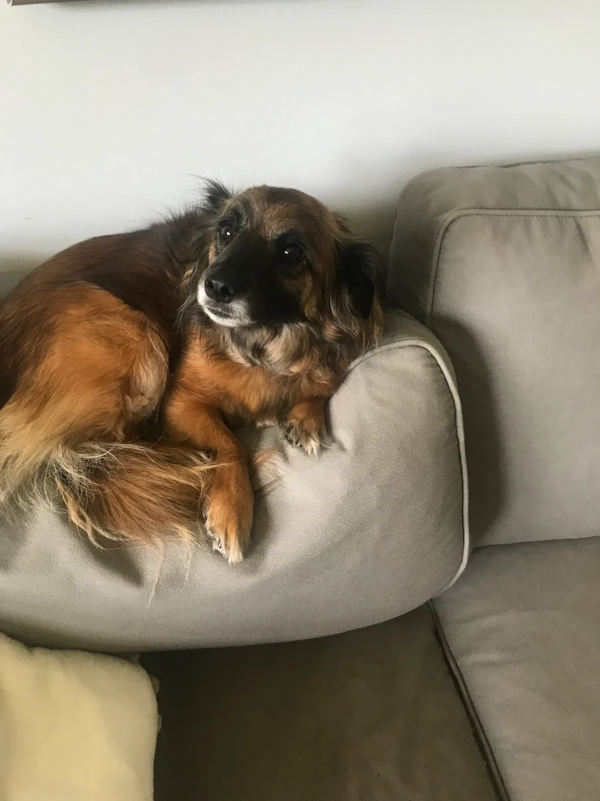 Lost dog in Glastonbury, CT, 6033