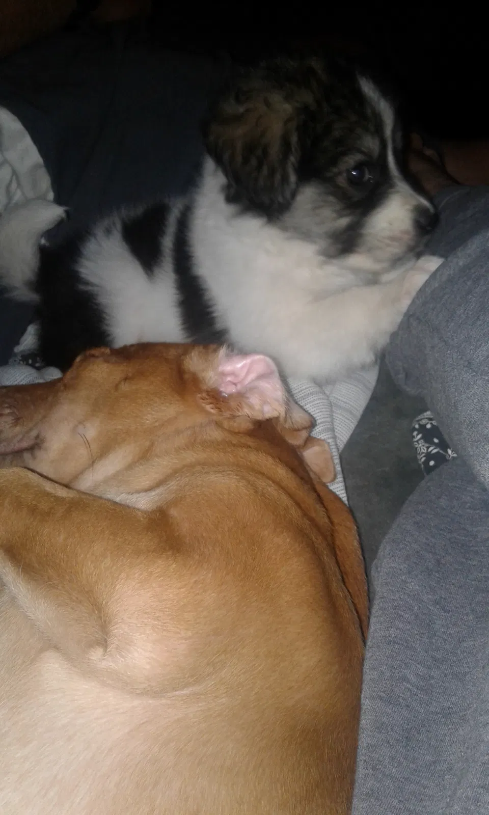 Lost dog in Graysville, TN, 37338