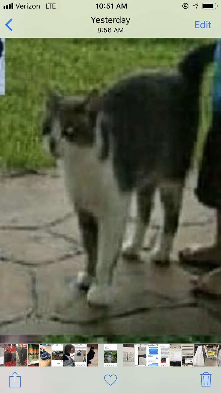 Lost cat in Spring, TX, 77386