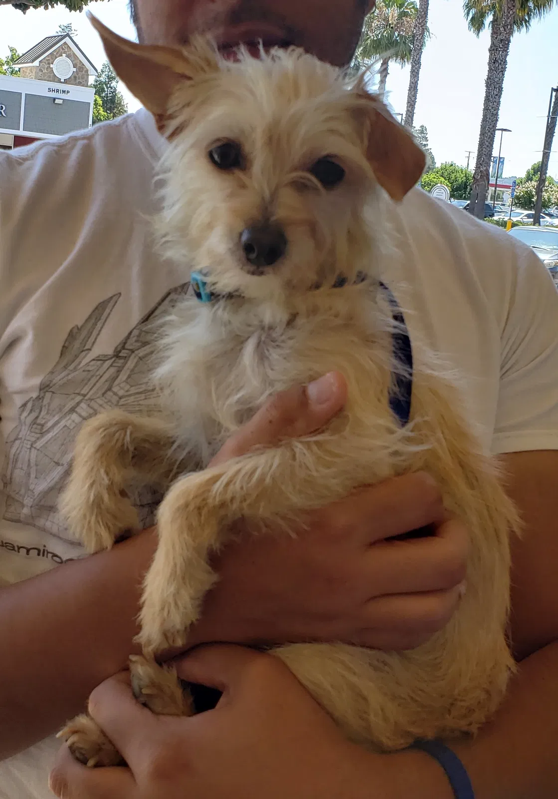 Lost dog in Sunnyvale, CA, 94085