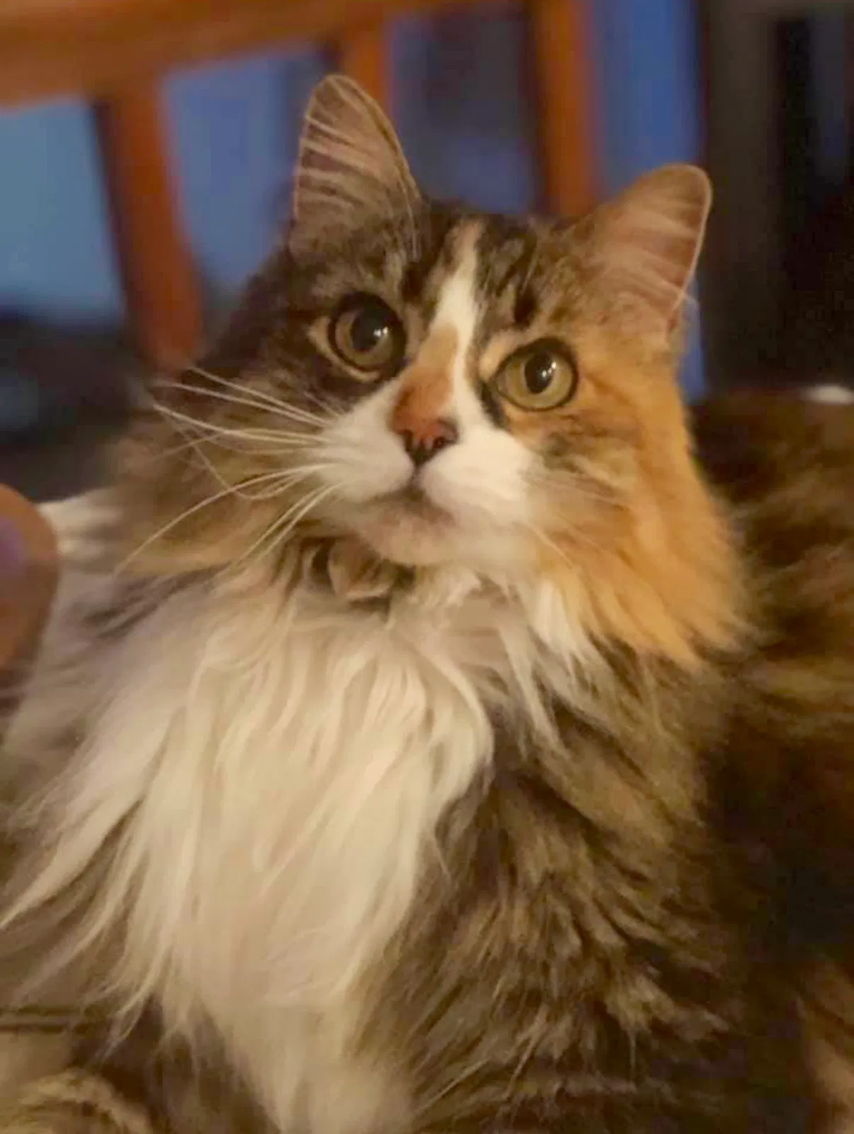 Lost cat in Arvada, CO, 80005
