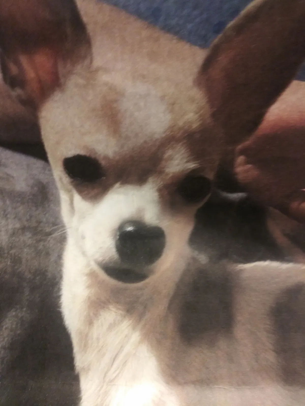 Lost dog in Oklahoma City, OK, 73119