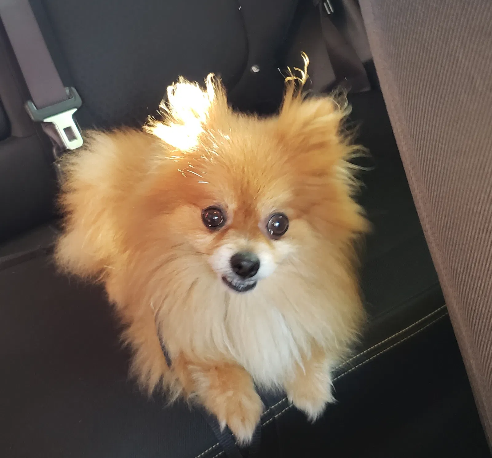 Lost dog in Trenton, GA, 30752
