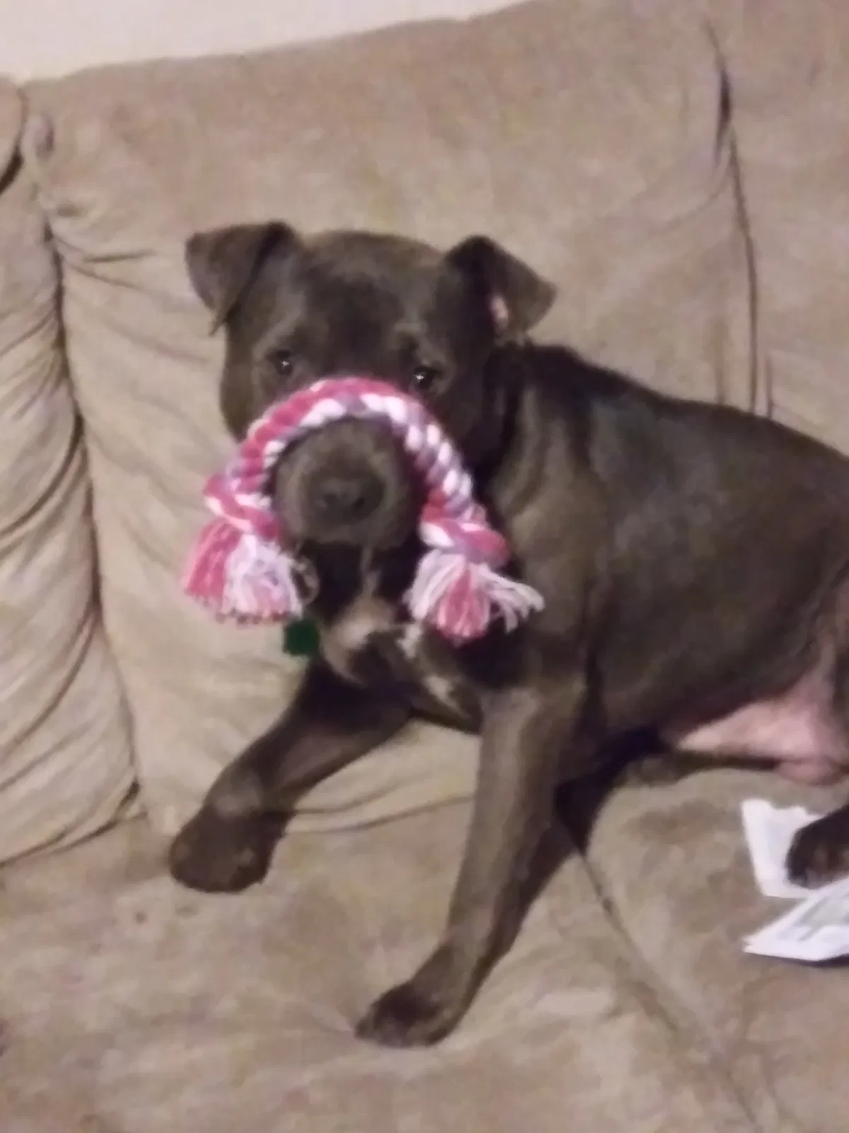 Lost dog in Conway, SC, 29527