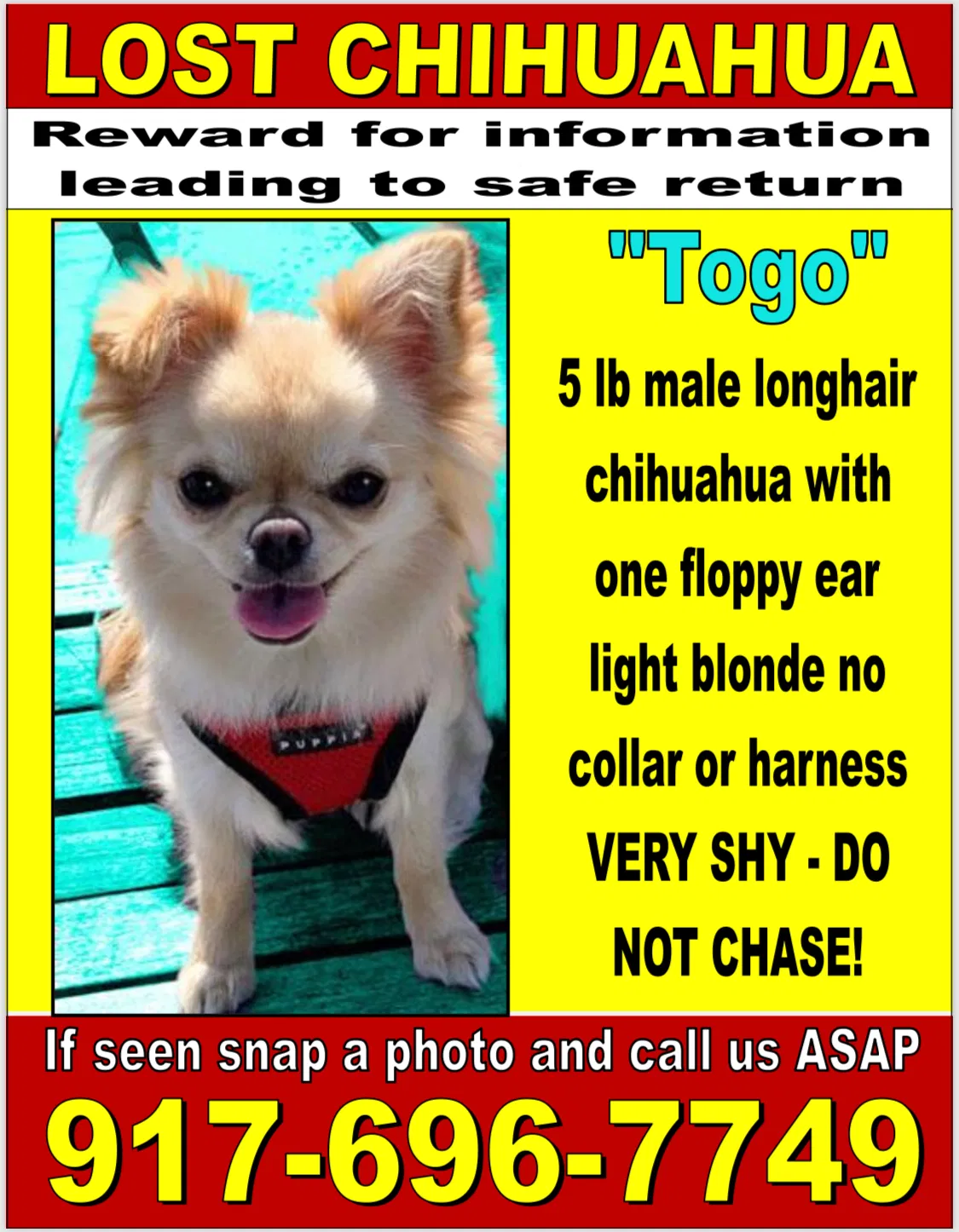 Lost dog in New York, NY, 10005