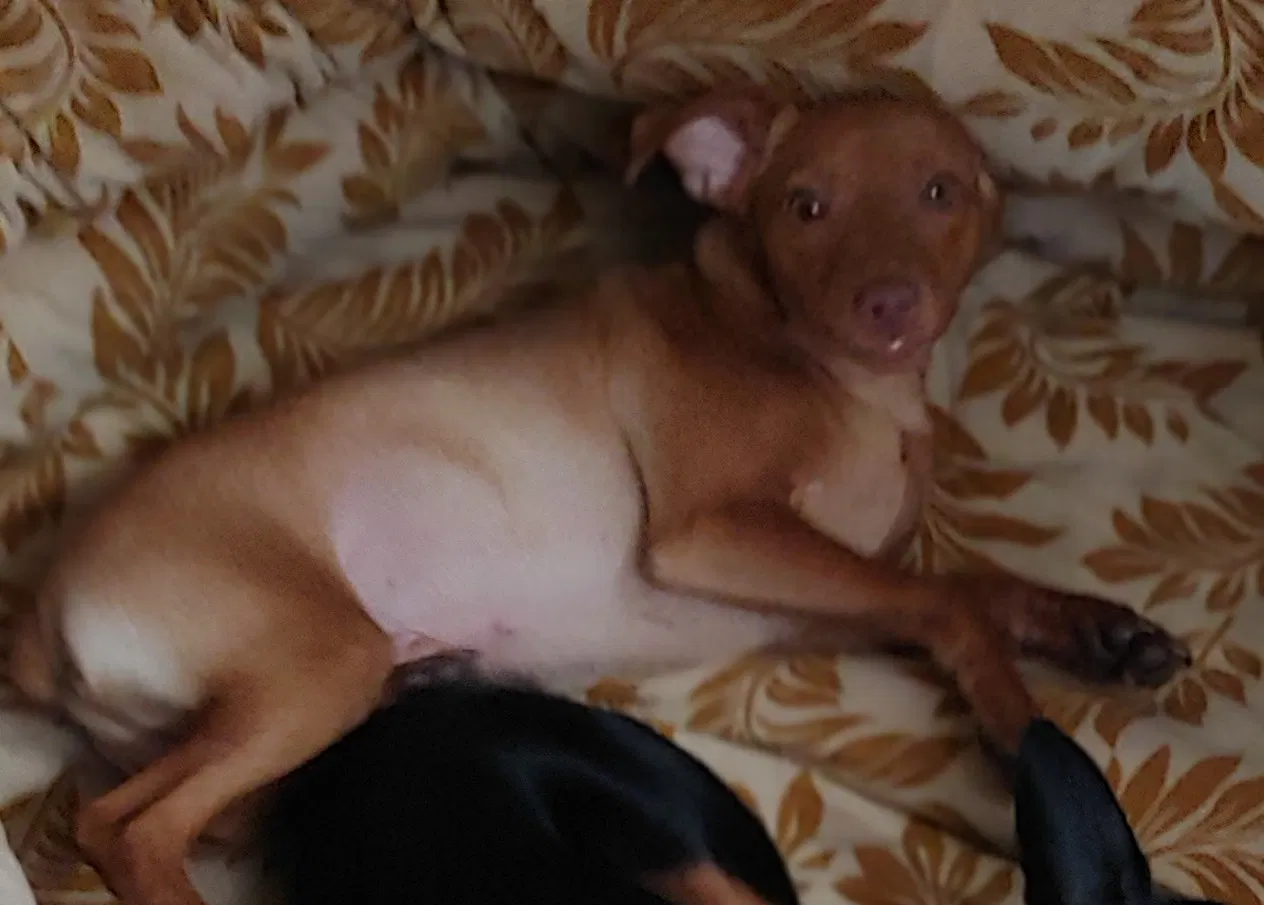 Lost dog in Pelion, SC, 29123