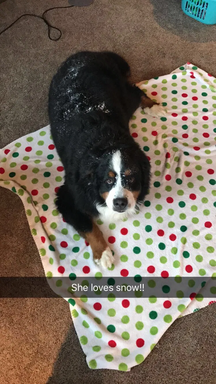 Lost dog in Worthing, SD, 57077