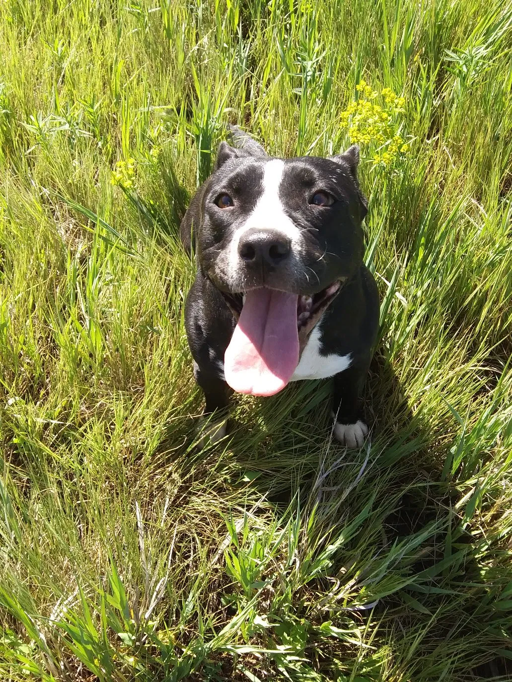 Lost dog in Windsor, CO, 80550